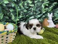 Tommy, a male Shih Tzu for sale in Waynesville, MO – Photo 2 of 3