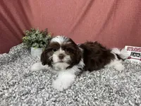 Gilroy, a male Shih Tzu for sale in Waynesville, MO – 2 of 4