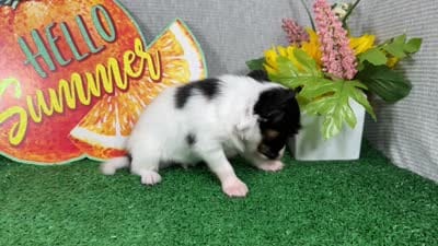 Luas, a male Papillon for sale in Waynesville, MO – 4 of 4