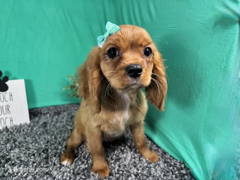 Renae – Cavalier King Charles Spaniel puppy for sale in Waynesville, MO