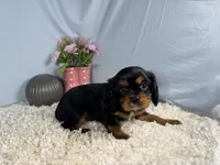 Romeo, a male Cavalier King Charles Spaniel for sale in Waynesville, MO – 7 of 9