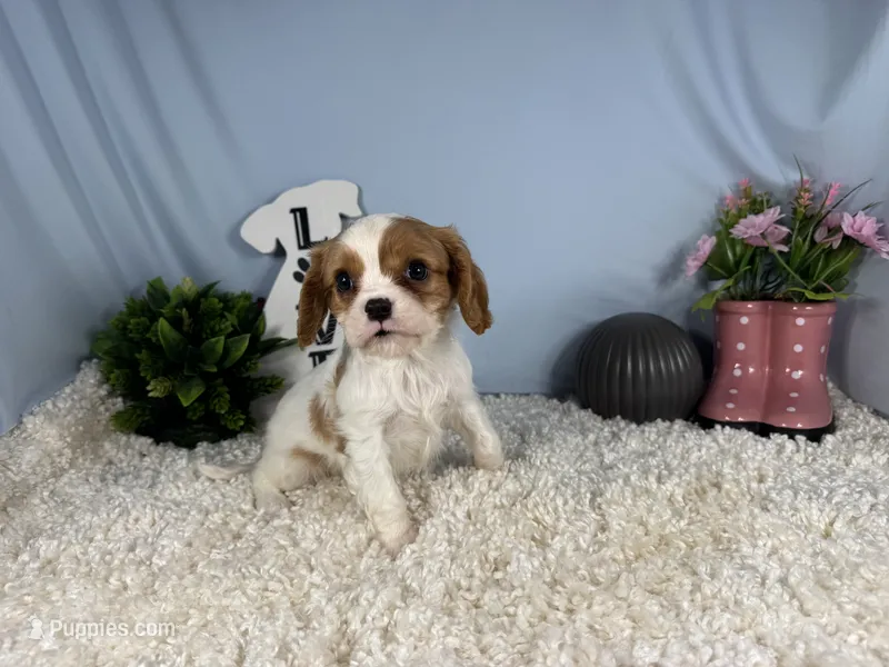 Riley – Cavalier King Charles Spaniel puppy for sale in Waynesville, MO