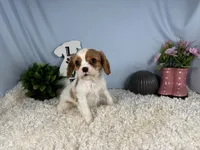 Riley, a male Cavalier King Charles Spaniel for sale in Waynesville, MO – 7 of 10