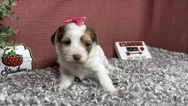 Magnolia – Yorkipoo puppy for sale in Waynesville, MO