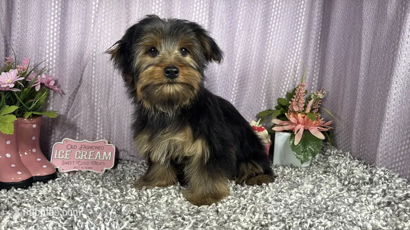 Samuel – Yorkshire Terrier puppy for sale in Waynesville, MO