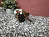Tori, a female Shih Tzu for sale in Waynesville, MO – 2 of 4