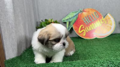 Toby, a male Shih Tzu for sale in Waynesville, MO – 4 of 4