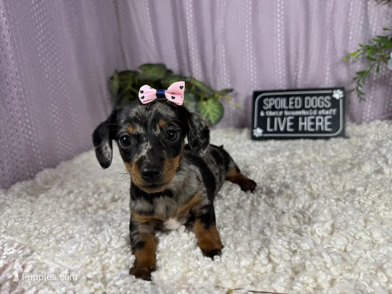 Bree – Miniature Dachshund puppy for sale in Waynesville, MO