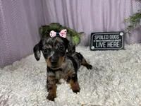 Bree, a female Miniature Dachshund for sale in Waynesville, MO – 1 of 4