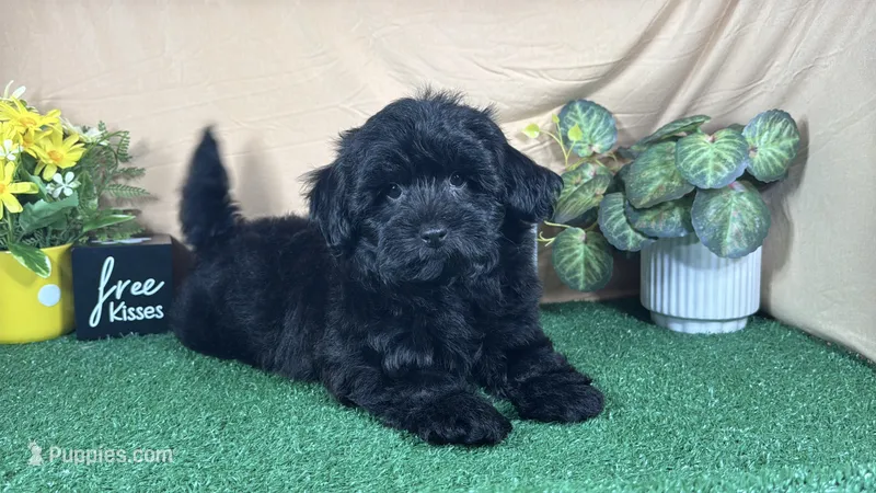 Angie – Havapoo puppy for sale in Waynesville, MO
