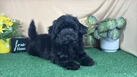 Angie, a female Havapoo for sale in Waynesville, MO – 6 of 9