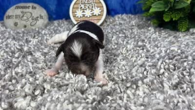 Mocha, a female Yorkipoo for sale in Waynesville, MO – 4 of 4
