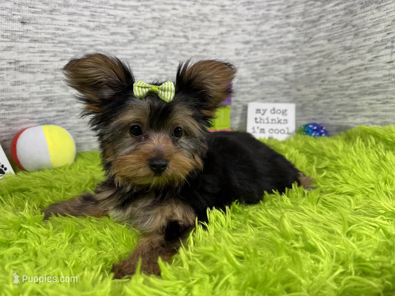 Sienna – Yorkshire Terrier puppy for sale in Waynesville, MO
