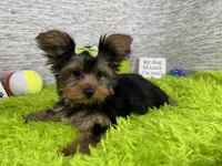 Sienna, a female Yorkshire Terrier for sale in Waynesville, MO – 4 of 10