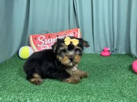 Sienna, a female Yorkshire Terrier for sale in Waynesville, MO – 2 of 3