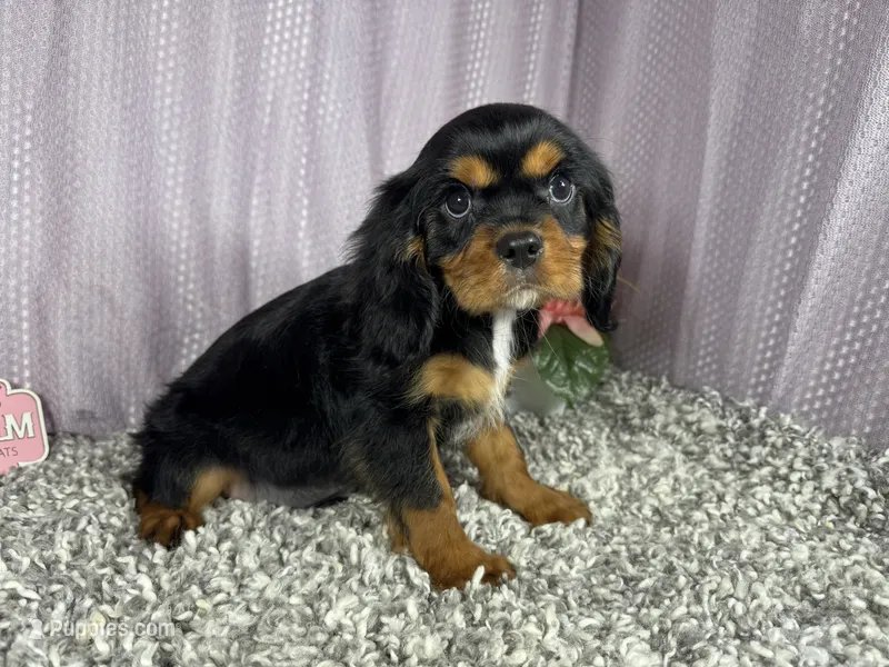 Romeo – Cavalier King Charles Spaniel puppy for sale in Waynesville, MO