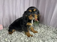 Romeo, a male Cavalier King Charles Spaniel for sale in Waynesville, MO – 1 of 9