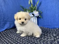 Bingo, a male Pomapoo for sale in Waynesville, MO – 3 of 4