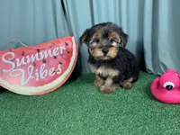Scottie, a male Yorkshire Terrier for sale in Waynesville, MO – 3 of 3