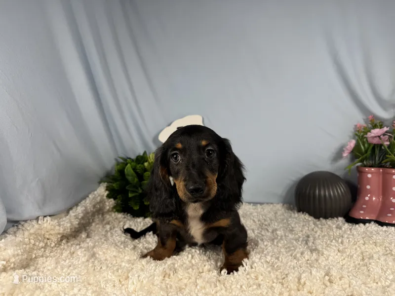 Patrick – Miniature Dachshund puppy for sale in Waynesville, MO