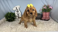 Renae, a female Cavalier King Charles Spaniel for sale in Waynesville, MO – 7 of 10