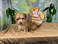 Izaiah, a male Havapoo for sale in Waynesville, MO – 4 of 10