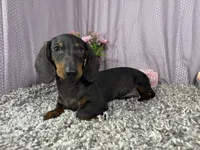 Percy, a male Miniature Dachshund for sale in Waynesville, MO – 3 of 10