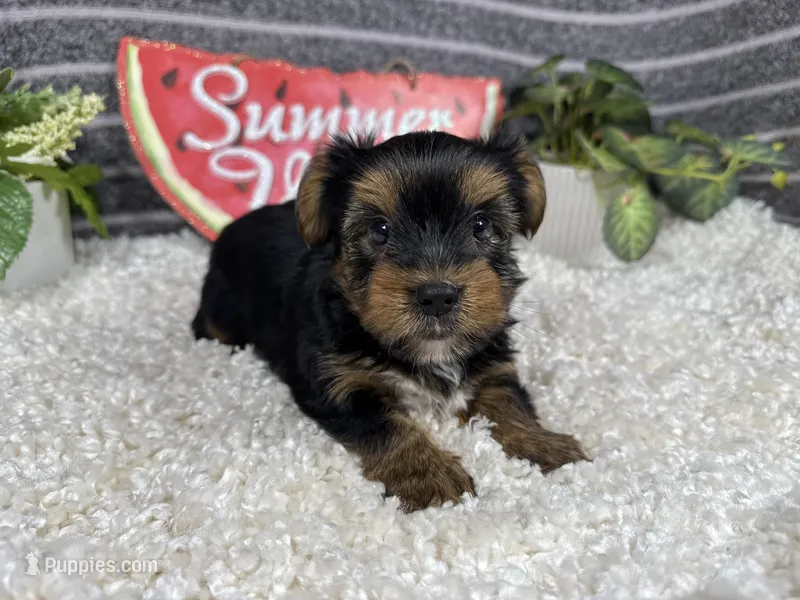 Peter – Yorkshire Terrier puppy for sale in Waynesville, MO