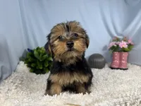 Scottie, a male Yorkshire Terrier for sale in Waynesville, MO – 7 of 10