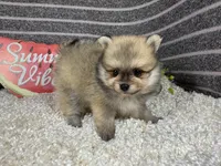 Benson, a male Pomeranian for sale in Waynesville, MO – 2 of 4