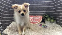Sarah, a female Pomeranian for sale in Waynesville, MO – 1 of 10