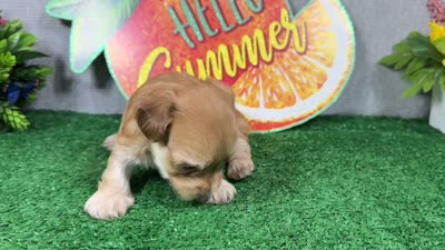 Izaiah, a male Havapoo for sale in Waynesville, MO – 4 of 4