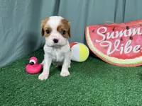 Riley, a male Cavalier King Charles Spaniel for sale in Waynesville, MO – 3 of 3