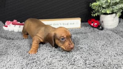 Wilber, a male Miniature Dachshund for sale in Waynesville, MO – 4 of 4