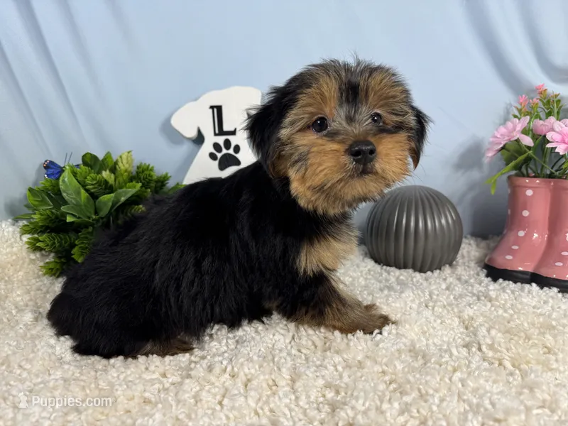 Scottie – Yorkshire Terrier puppy for sale in Waynesville, MO
