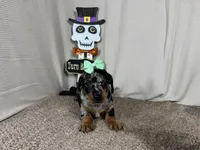 Galaxy, a female Miniature Dachshund for sale in Waynesville, MO – 3 of 3