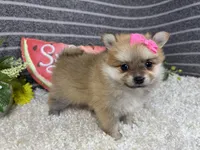 Brynlee, a female Pomeranian for sale in Waynesville, MO – 3 of 4