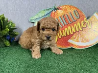 Diego, a male Poodle - Toy  for sale in Waynesville, MO – 2 of 4