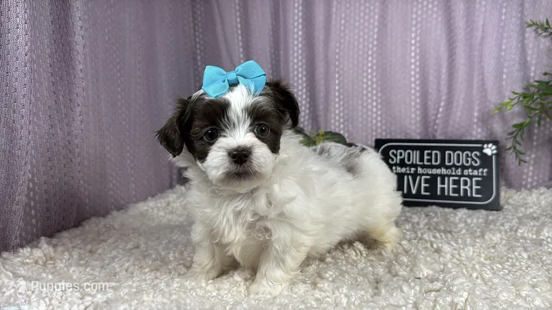 Treasure – Shih Tzu puppy for sale in Waynesville, MO