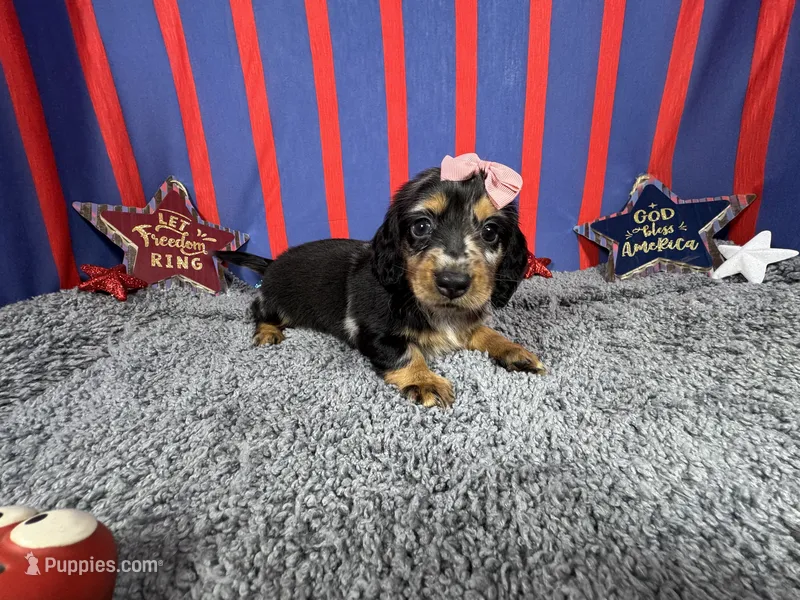 Willow – Miniature Dachshund puppy for sale in Waynesville, MO