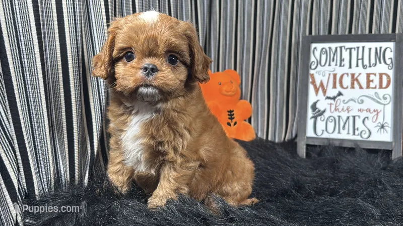 David – Cavapoo puppy for sale in Waynesville, MO