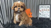 David, a male Cavapoo for sale in Waynesville, MO – 1 of 3