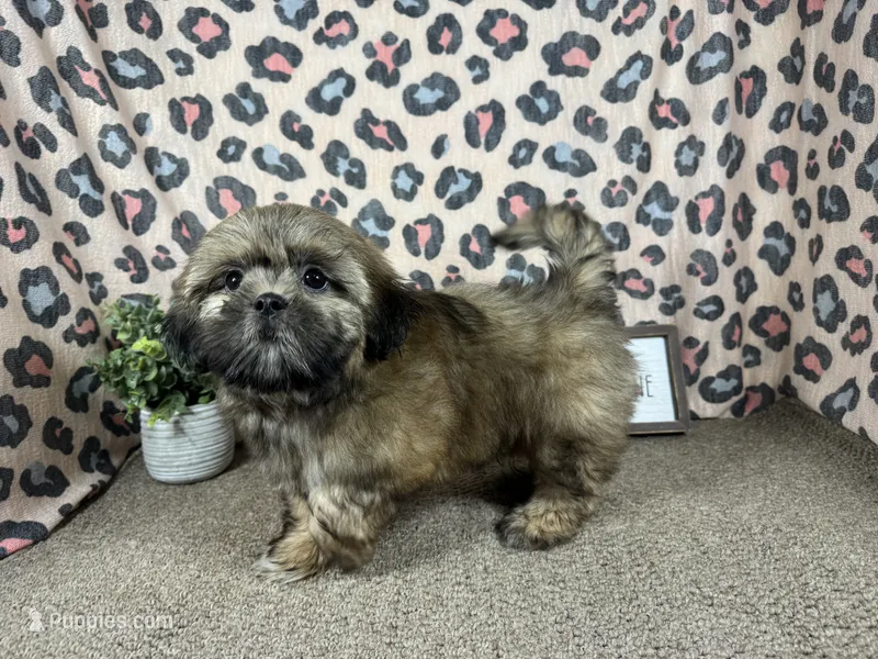Titus – Shih Tzu puppy for sale in Waynesville, MO