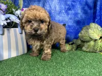 Ace, a male Havapoo for sale in Waynesville, MO – 3 of 4