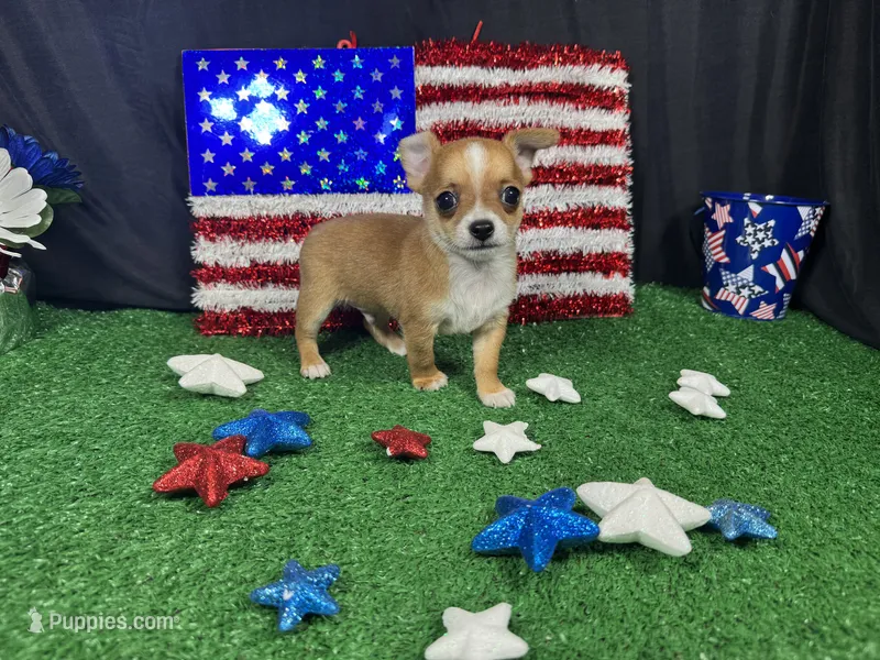 Ford – Chihuahua puppy for sale in Waynesville, MO