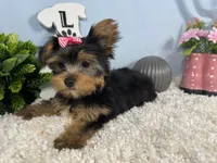 Sienna, a female Yorkshire Terrier for sale in Waynesville, MO – 8 of 10