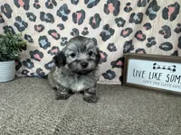 Isreal, a male Havanese for sale in Waynesville, MO – 6 of 10