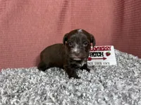 Maxwell, a male Yorkipoo for sale in Waynesville, MO – 6 of 10