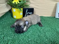 Isabelle, a female Havanese for sale in Waynesville, MO – 2 of 3