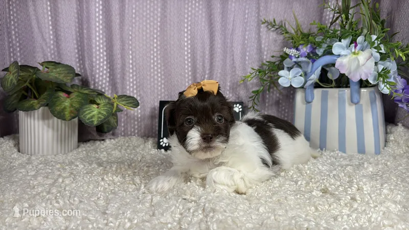 Tabby – Shih Tzu puppy for sale in Waynesville, MO